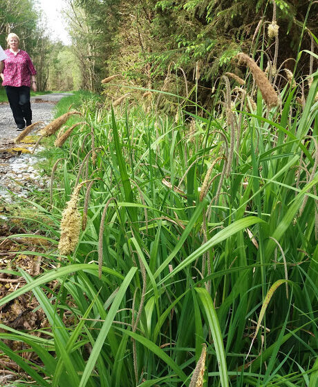 Pendulus-Sedge-in-flower | B. Doherty 2018