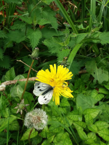 Green Veined White butterfly-on-dandelion | B. Doherty 2018