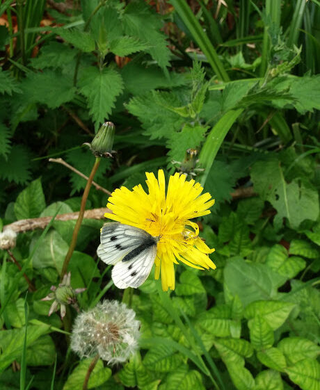 Green Veined White butterfly-on-dandelion | B. Doherty 2018