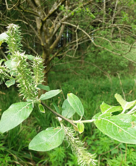 Goat Willow | B. Doherty 2018