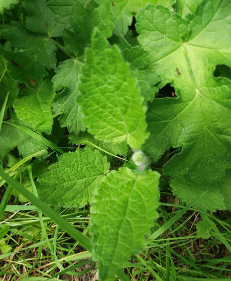 Dogs Mercury | B. Doherty 2018