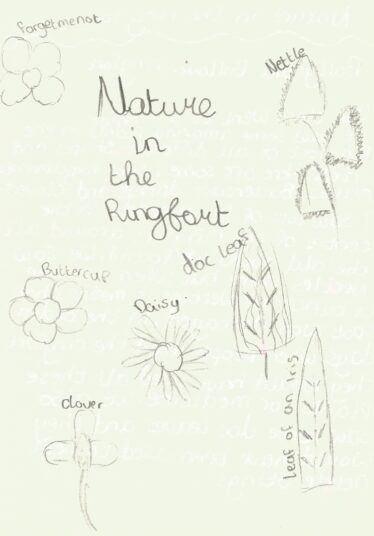 Drawings of nettle, cowslip, buttercup, iris and other Nature within Ballyarra South Ringfort