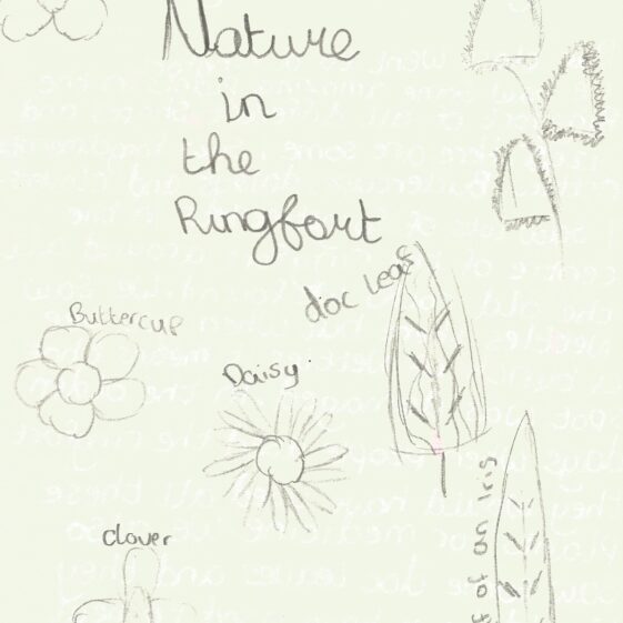Nature Drawings of nettle, cowslip, buttercup, iris and other Nature within Ballyarra South Ringfort | Scoil Eanna Student 2018