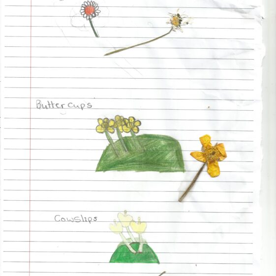 flowers-of-the-ringfort Flowers found on the ringfort, May 2018 | 5th, 6th Class