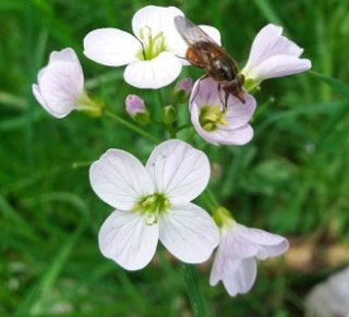 Pale pink, four petals, insect on one flower