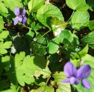 purple flower, four petals in greenery