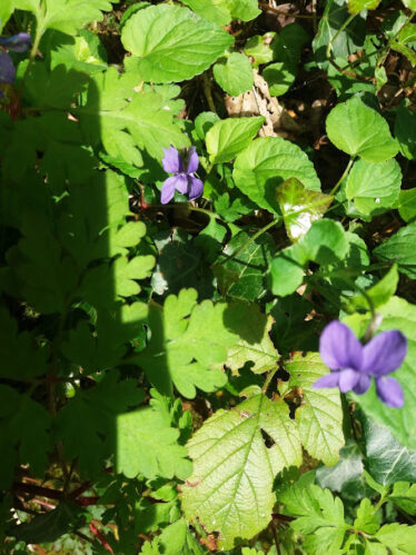 small purple flower with green leaves