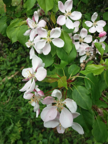 pale pink flower with five petals and green leaves | B. Doherty 2018