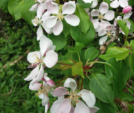 Crab Apple