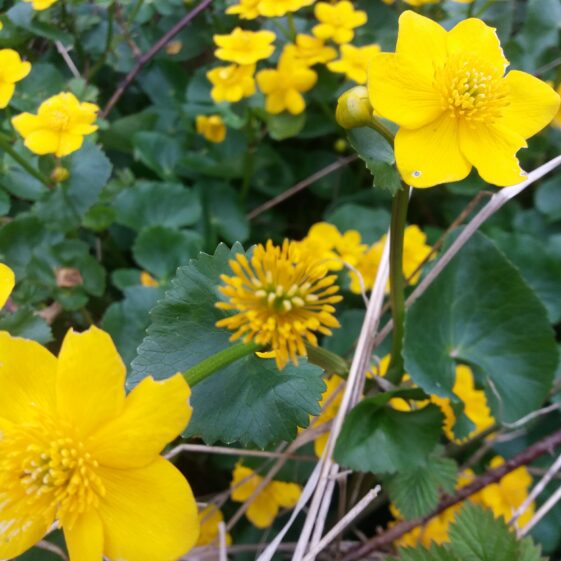 Yellow flower, six petals, wide leaf, green | B. Doherty