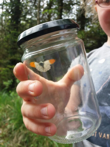 White butterfly with orange tips