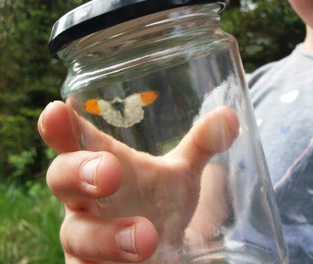 Orange Tip