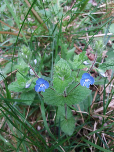 Speedwell flower in woodlawnd, blue flower in green foliage | B. Doherty 2018