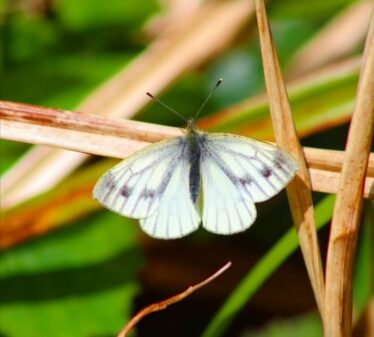 White butterly with green vein running through, speckled wing, resting on light brown leaf | Philomena Coen Madden 2021