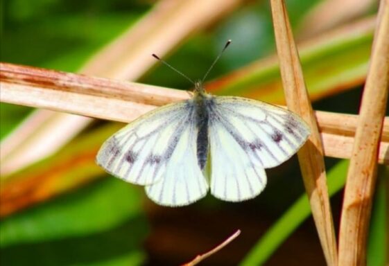 Green Veined White