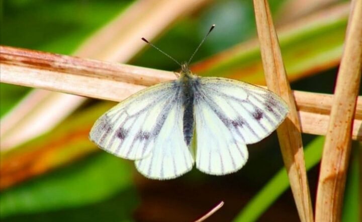 Green Veined White