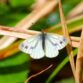 Green Veined White