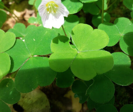 Wood Sorrel