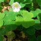 Wood Sorrel