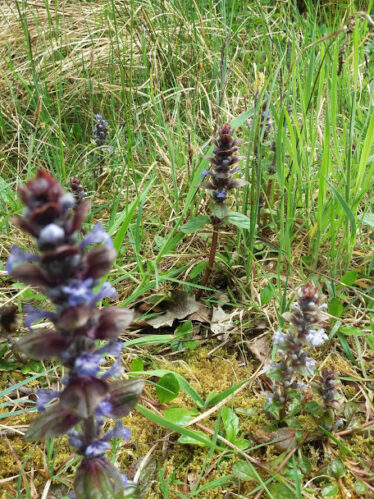 Three bugle flowers in bloom in woodland | B. Doherty 2018