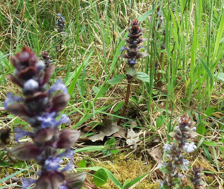 Bugle