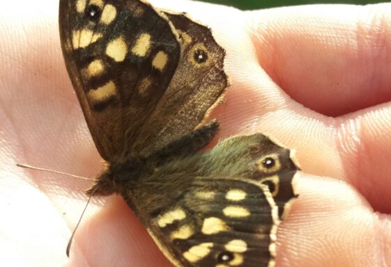 Speckled Wood