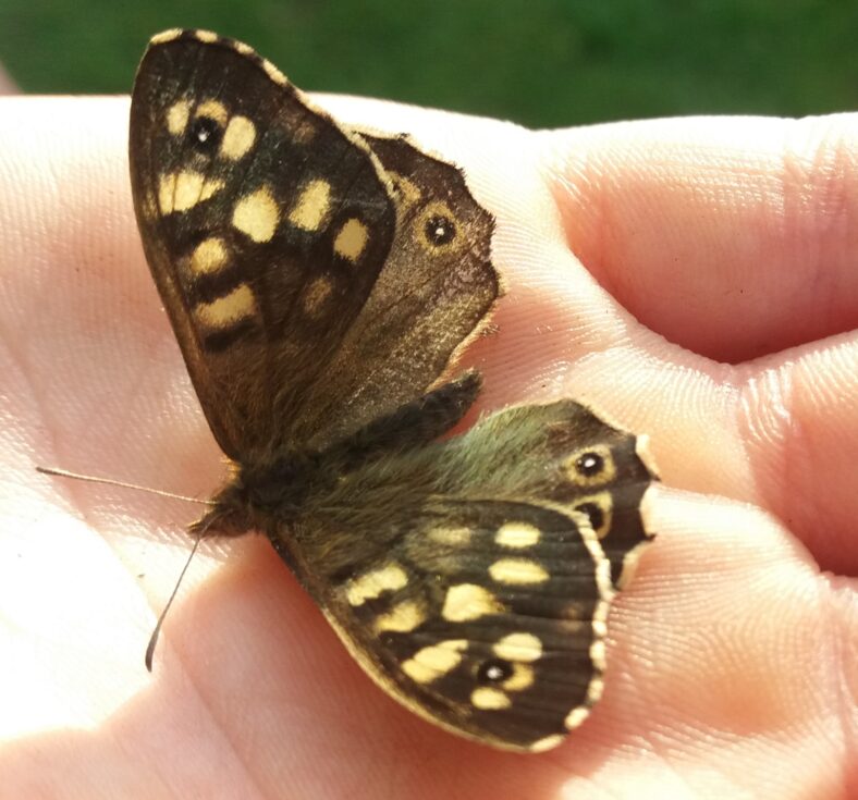 brown butterly with cream spotting | B. Doherty 2019
