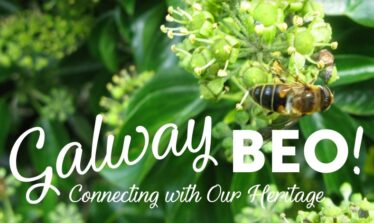 Galway Beo, Greenery with bumblebee