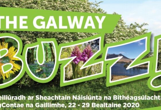 Galway Buzz