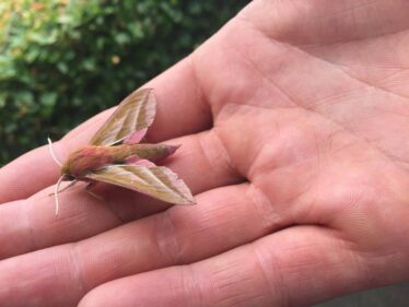 pink and brown striped moth | M. Kenny