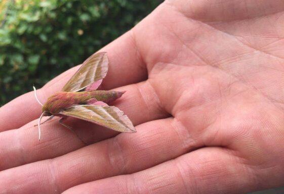 Elephant Hawk Moth