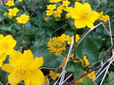 Yellow flower with dark green leaf | B. Doherty