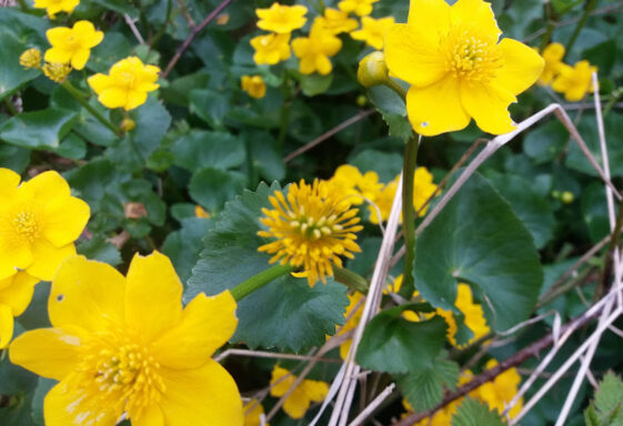 Lesser Celandine