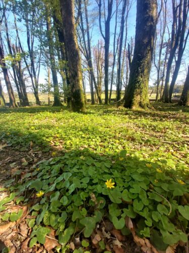 Carpet of green leaves of thelesser calendine yellow flower about to burst on the woodland floor | Orla Doherty 2022