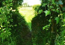 Pathway to school
