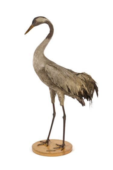 The crane is a large bird with long neck and long legs, grey in colour