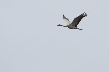 LArge bird with wings extended in flight, long neck Crane in flight against a grey sky