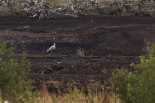 A Common Crane pictured standing upright on a cutover bog , very blending into the dark background in the midlands of Ireland.