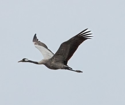 The Crane
