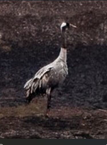 Large grey bird, black neck, long standing within bogland
