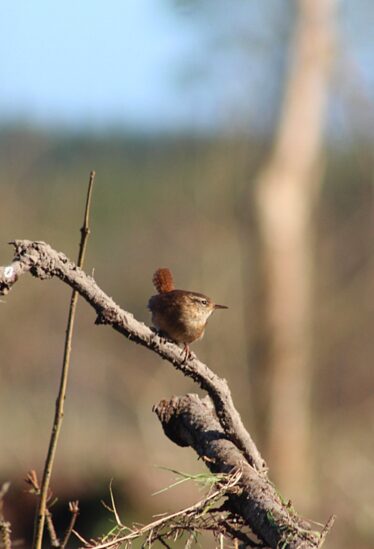 Wren, brown bird with pointy beak, showing off his pale brown belly
