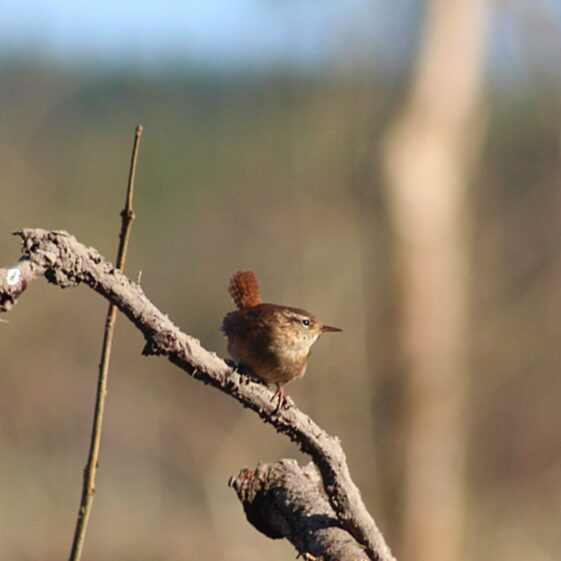 Wren, brown bird with pointy beak, showing off his pale brown belly | Philomena Madden 2026