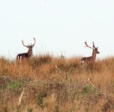 Two deer on the horizon, brown rushes in forwground, pale blue sky behind
