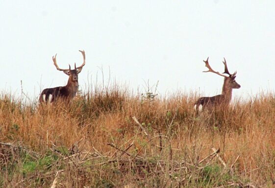 Wildlife in Woodlawn