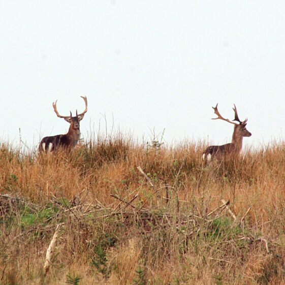 Two deer on the horizon, brown rushes in forwground, pale blue sky behind | Philomena Madden 2026