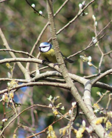 Blue Tit hiding amongst the brances