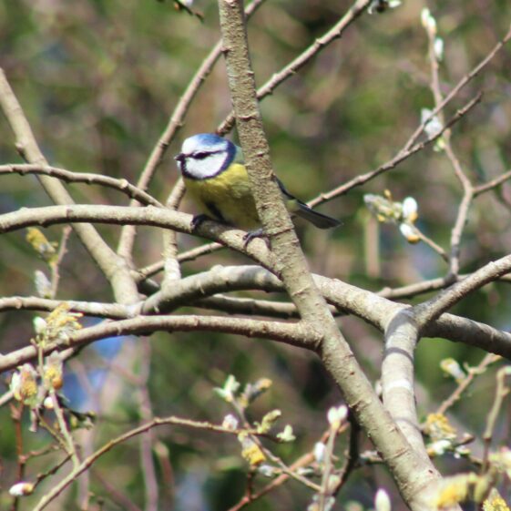 Blue Tit hiding amongst the brances | Philomena Madden 2026