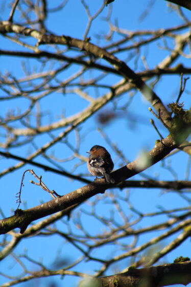 Wren within the branches, blue sky in background