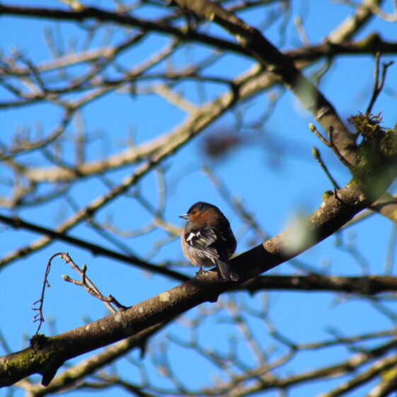 Wren within the branches, blue sky in background | Philomena Madden 2026