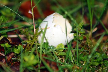 WHite shell lying on green grass